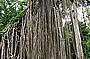 Over 500 year old Curtain Fig tree