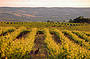 McLaren Vale