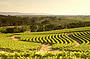 McLaren Vale